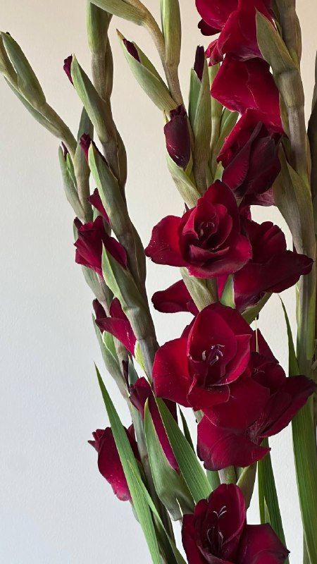 Начался сезон гладиолусов!Что это за цве...