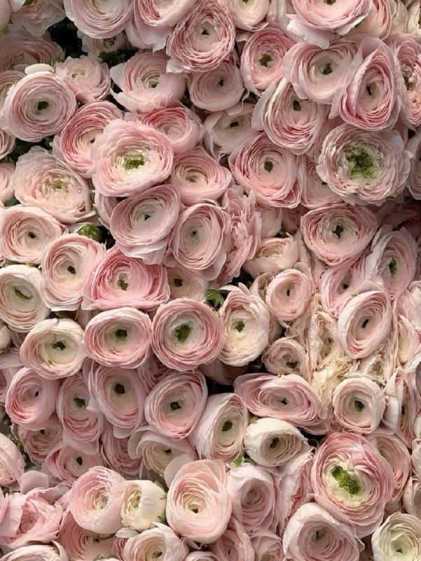 Свежая поставка с большим выбором тюльпа...