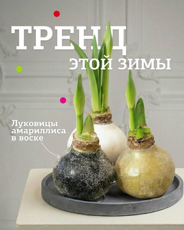 Главный тренд зимы.Амариллис — один из с...