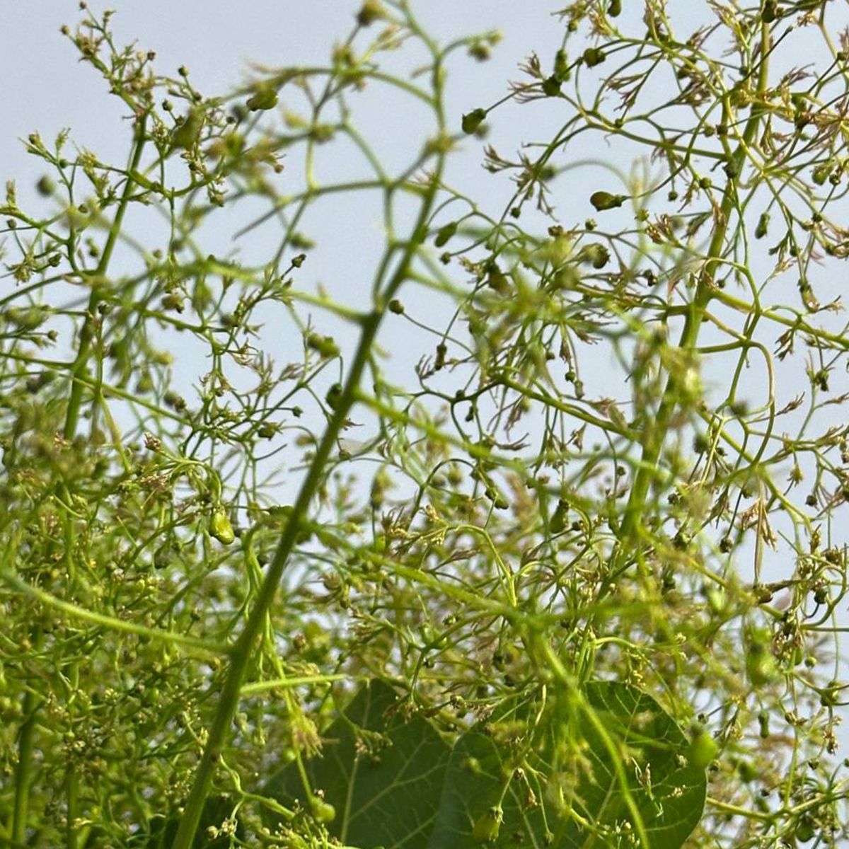 Скумпия (котинус)