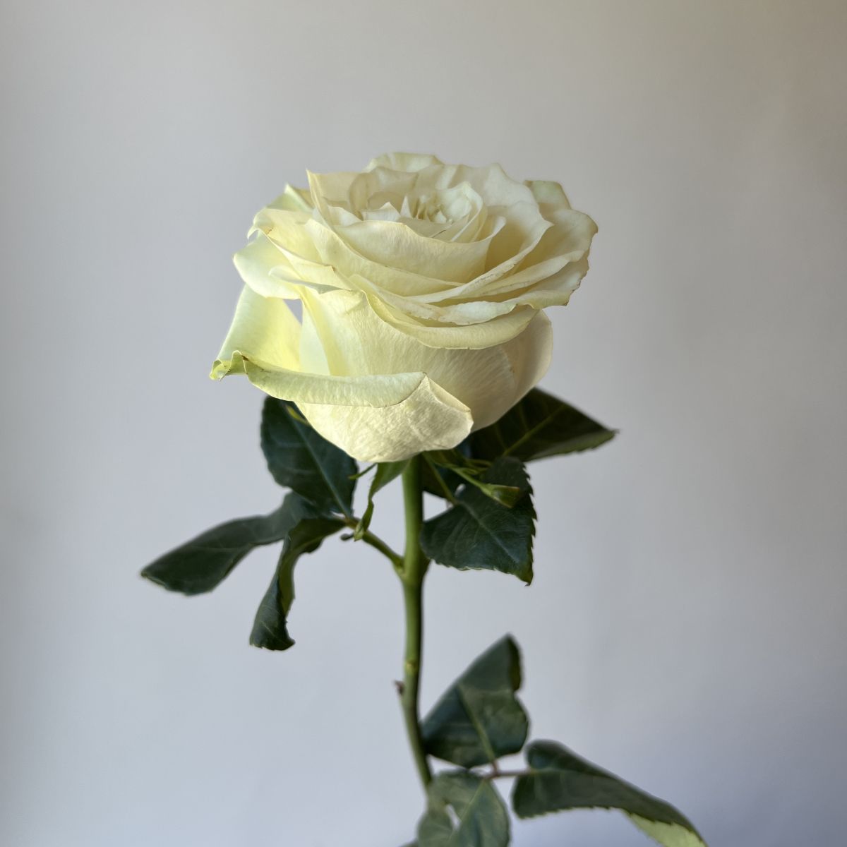 Мондиаль розы