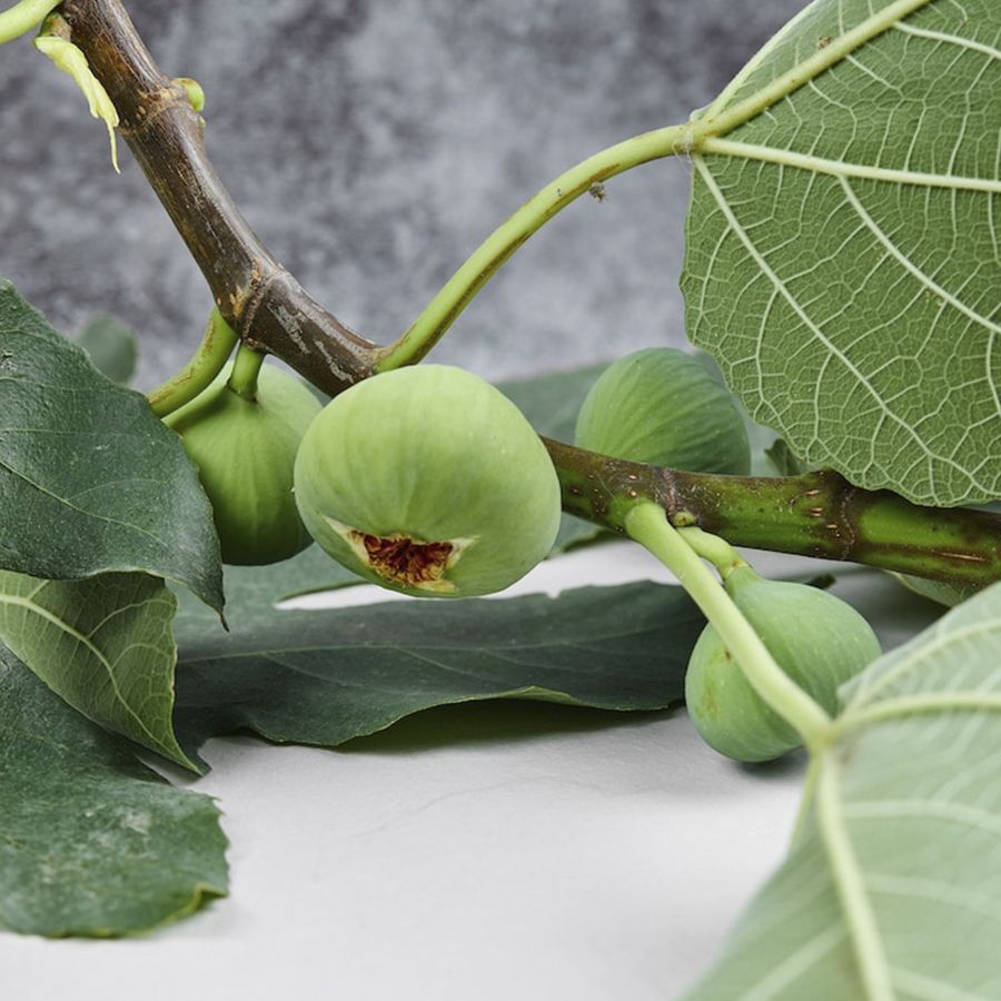 Ветви Инжира