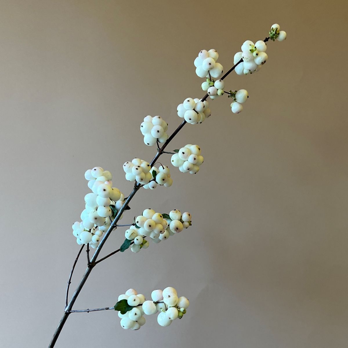 Симфорикарпус (снежноягодник)