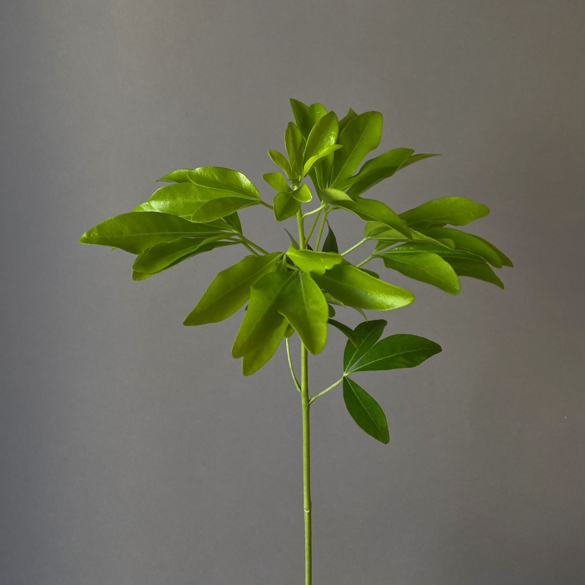 Шуазия (чойсия)