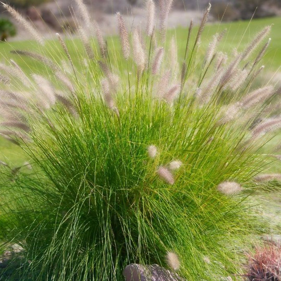 Пеннисетум (колоски)