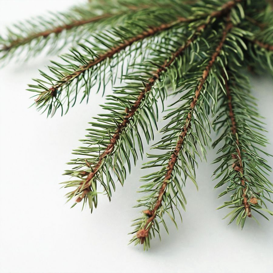 Ветки Пихты