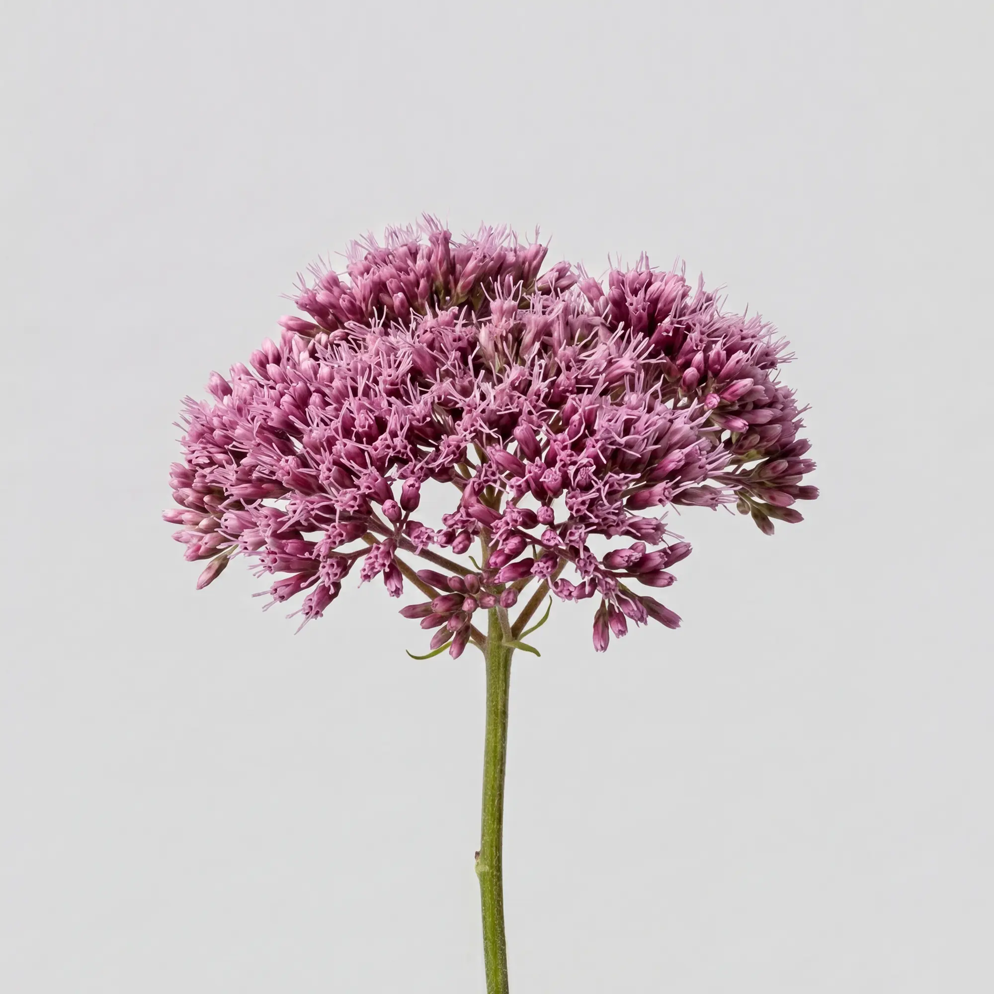 Эупаториум