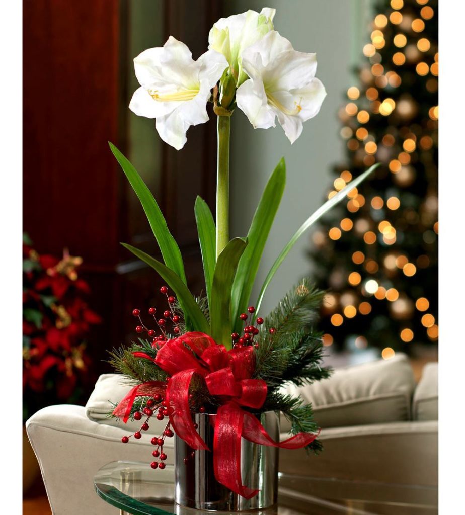 0000489_christmas-amaryllis-plant-arrangement-in-ceramic-vase-in-white-or-red-color.jpeg
