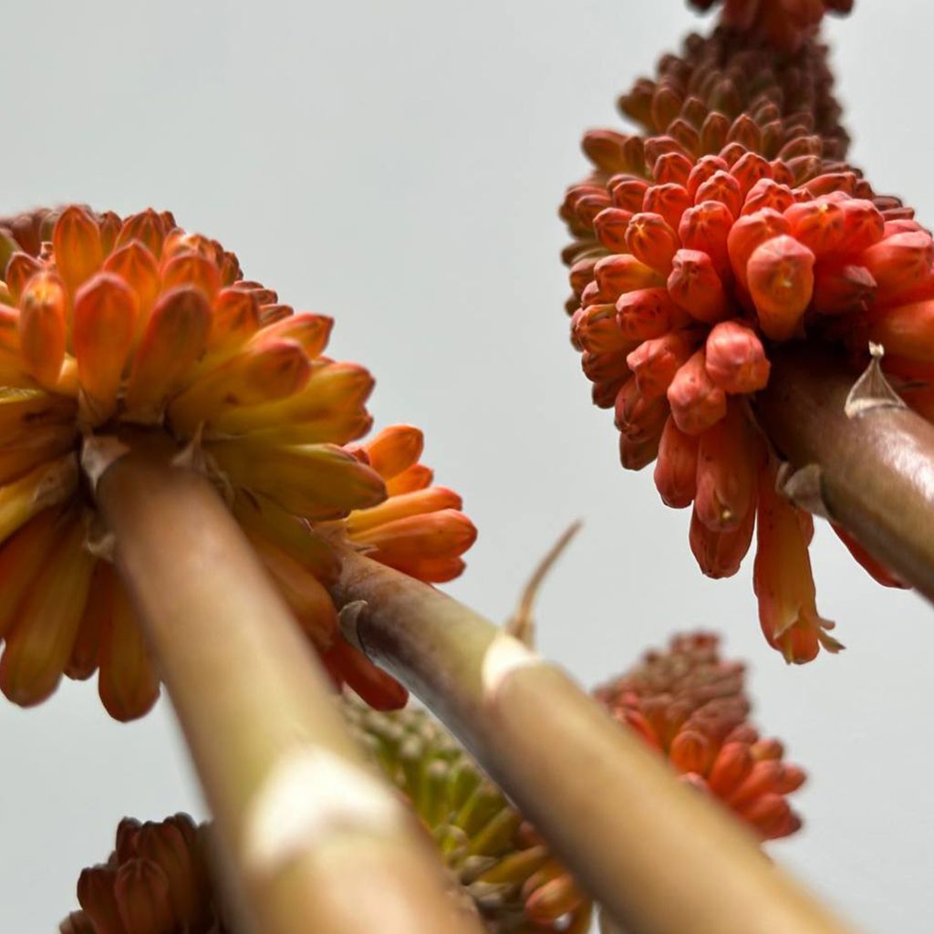 Экзотический букет купить