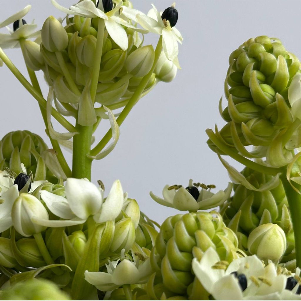 Свежий букет белых цветов купить