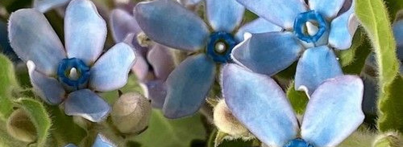 Оксипеталум