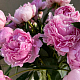 Букет 49 розовых пионов в вазе №32