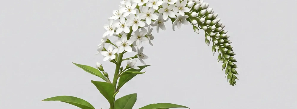 Лизимахия (вербейник)