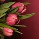 Букет из 25 розовых тюльпанов №1254