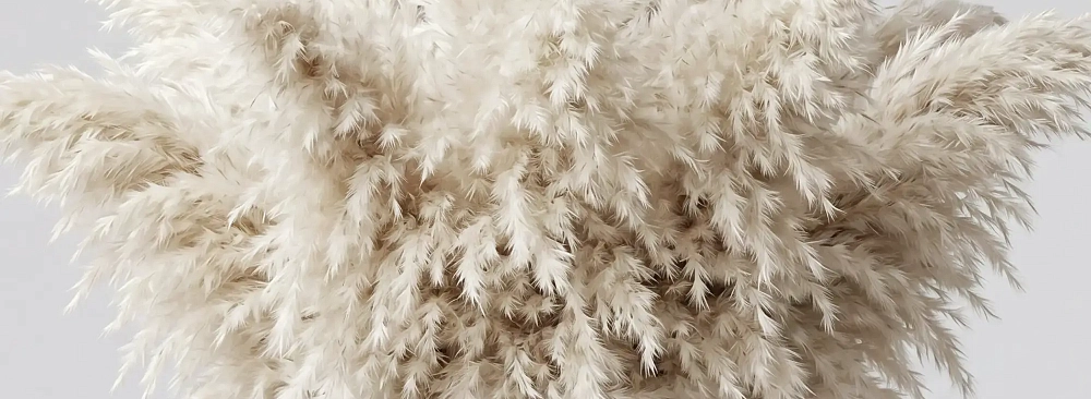 Кортадерия