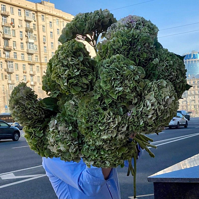 Букет из 15 зеленых гортензий №113