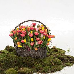 Композиция из тюльпанов и шамелациума №2036