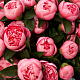 Букет из 75 розовых пионов  №429